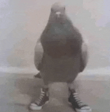 a pigeon is wearing converse shoes and standing on the floor .