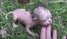 a baby animal with a human head is laying in the grass .