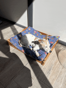 a small dog is laying on a blue blanket that says ' a ' on it