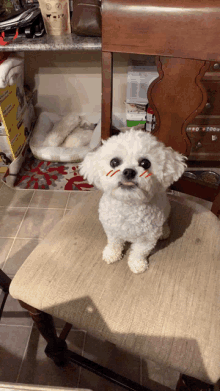 a small white dog is sitting on a chair in front of a shelf with a box that says ' zoo ' on it