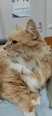 a fluffy orange and white cat laying on a bed