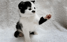 a black and white kitten is sitting on a white blanket and raising its paw .