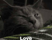 a gray cat laying on a green and white striped blanket with the word love on the bottom