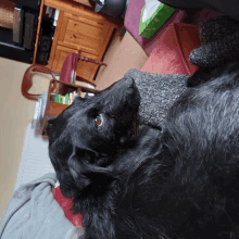 a black dog laying on a couch with a green box in the background