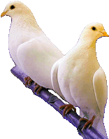 two white birds perched on a purple branch with a white background