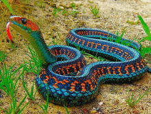 a colorful snake is laying on the ground with a red tongue sticking out of its mouth .