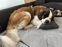 a brown and white dog sleeping on a couch