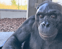 a close up of a chimpanzee looking at the camera with a light switch in the background