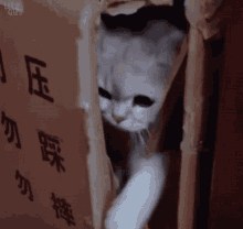 a cat is peeking out of a cardboard box with chinese characters on it