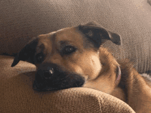 a brown dog with a pink collar laying on a brown couch