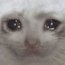 a close up of a white cat 's face with tears running down its eyes .