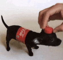 a person is putting a bottle cap on a small dog .