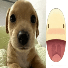 a picture of a puppy next to a picture of a puppy 's mouth open