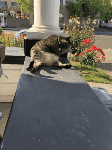 a cat laying on a ledge with a sign that says ' a ' on it