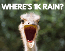 an ostrich with its mouth open and the words " where 's 1k rain " behind it