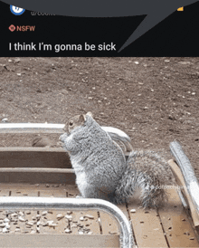 a picture of a squirrel with a caption that says ' i think i 'm gonna be sick '