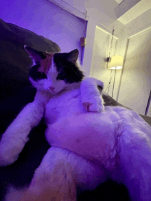 a calico cat laying on a couch with a purple light behind it