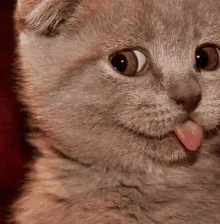 a close up of a cat 's face with its tongue sticking out .