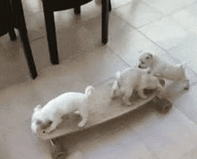 three small white puppies are riding a skateboard on a tiled floor .