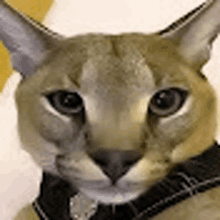 a close up of a cat wearing a black collar and tie .