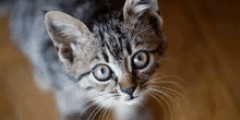 a kitten is looking up at the camera while standing on a wooden floor .