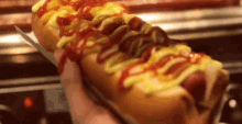 a person is holding a long hot dog with ketchup , mustard and cheese .