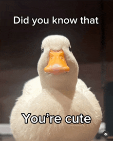 a white duck with a yellow beak and the words did you know that you 're cute