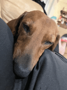 a brown dog laying on a person 's lap