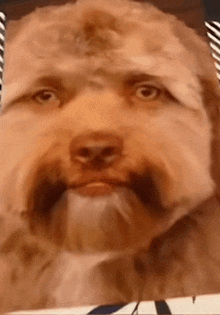 a close up of a dog 's face with a man 's face in the background