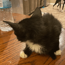 a black and white kitten is laying on a wooden table next to a bottle of pure life water