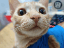 a close up of a cat looking at the camera with a clock in the background