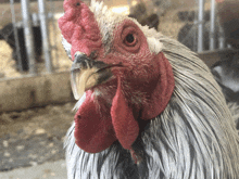 a close up of a rooster 's face with a red comb