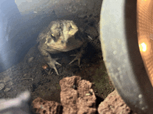 a frog is sitting in the dirt next to a black object