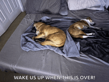 two brown dogs laying on a bed with the words wake us up when this is over