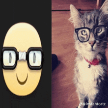 a picture of a cat wearing glasses next to a picture of a cat wearing glasses