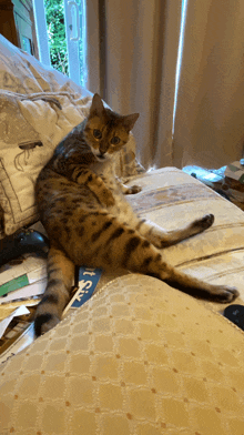 a cat laying on a couch next to a box that says ' cats '