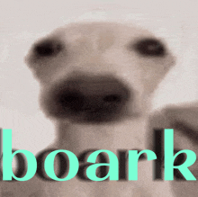 a close up of a dog 's face with the word boark behind it