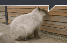 a capybara looking at a wooden fence with a speech bubble above it that says time