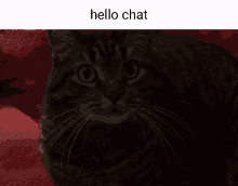 a black cat is laying on a red blanket with the words hello chat below it