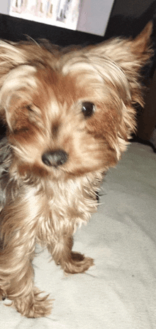 a small brown dog is standing on a white blanket and looking at the camera