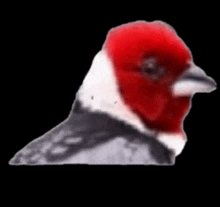 a small bird with a red head and a black beak