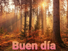 a picture of a forest with the words buen dia written in pink