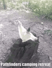 a black and white photo of a bird on a tree stump with the caption " pov pathfinders camping retreat "