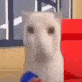a white dog is sitting next to a red box and a window .