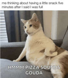 a cat is sitting on a couch with the caption hmm pizza sounds gouda on it