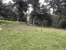 a black and white dog is running in a grassy field