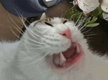 a close up of a cat with its mouth wide open