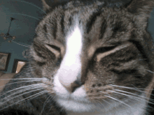 a close up of a cat 's face with a white nose