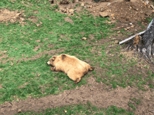 a brown bear is laying on its back in a grassy field