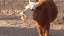 a brown and white cow is standing in the dirt with its mouth open and a brick wall in the background .